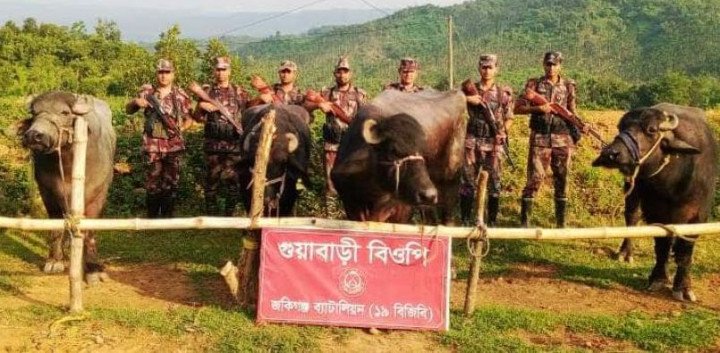 সিলেটের জৈন্তা সীমানন্তে আটক ভারতীয় গরু ও মহিষ